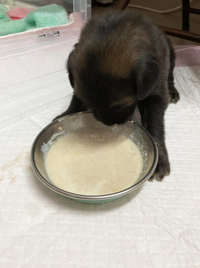 En svart liten marionett äter porridor. hundmat arkivfoto