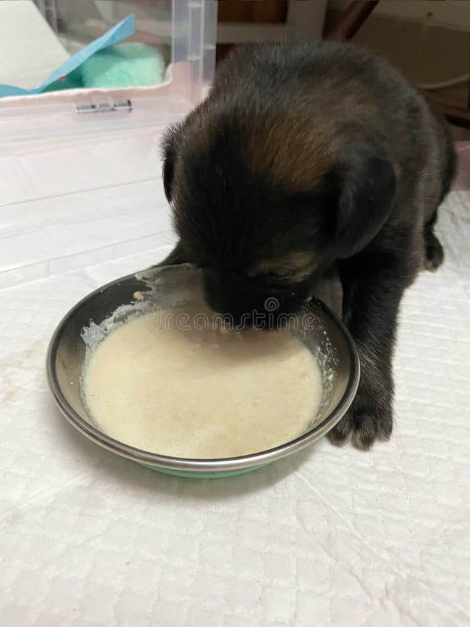 En svart liten marionett äter porridor. hundmat arkivfoton