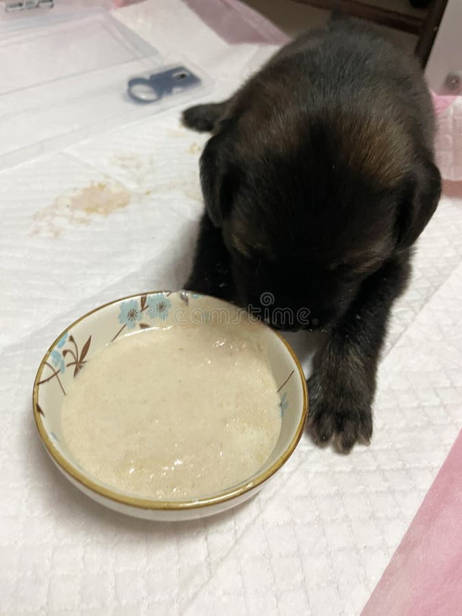 En svart liten marionett äter porridor. hundmat royaltyfri fotografi