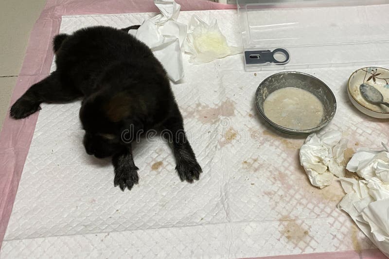 En svart liten marionett äter porridor. hundmat arkivbilder