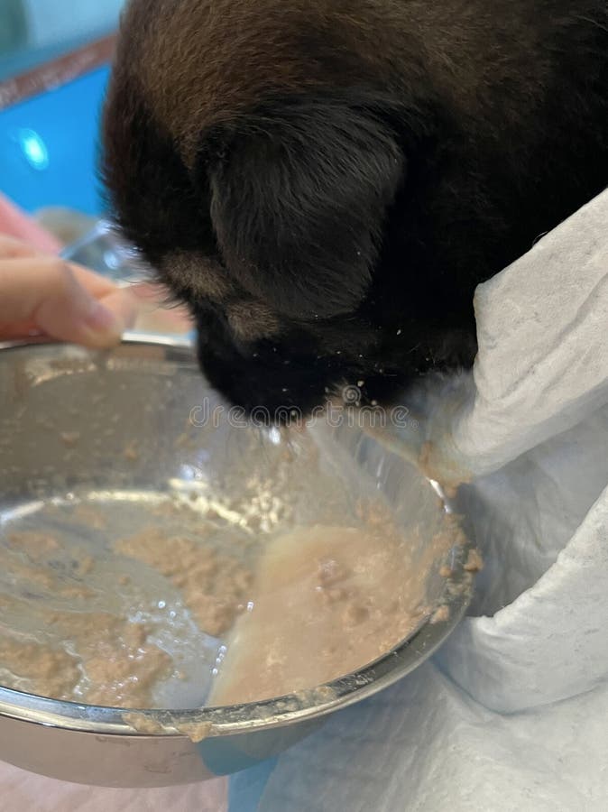 En svart liten marionett äter porridor. hundmat royaltyfri fotografi