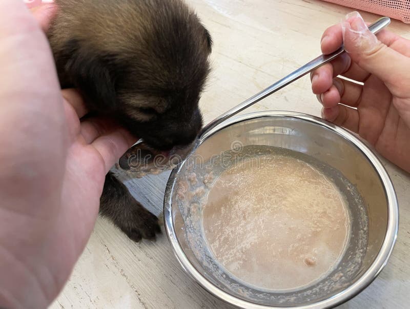 En svart liten marionett äter porridor. utfodring royaltyfria bilder