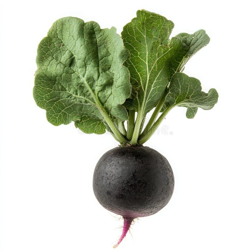 En svart rädisa med ett grönt blad överst vektor illustrationer