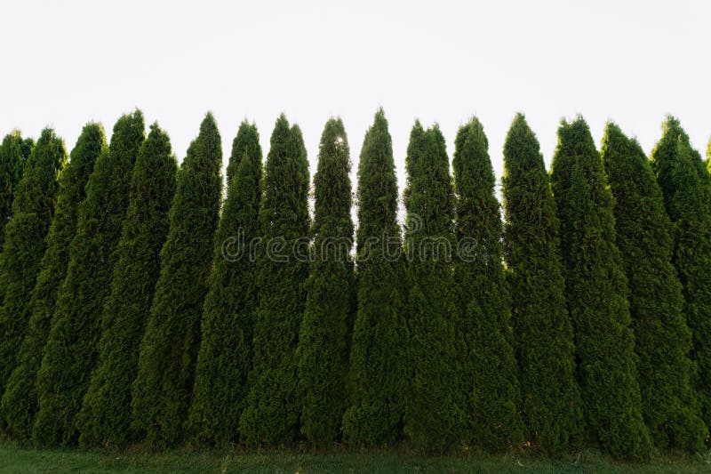 a hedge of evergreen thuja plants. a wall of green thuja. hedge texture. a hedge of evergreen thuja plants. a wall of green thuja. hedge texture