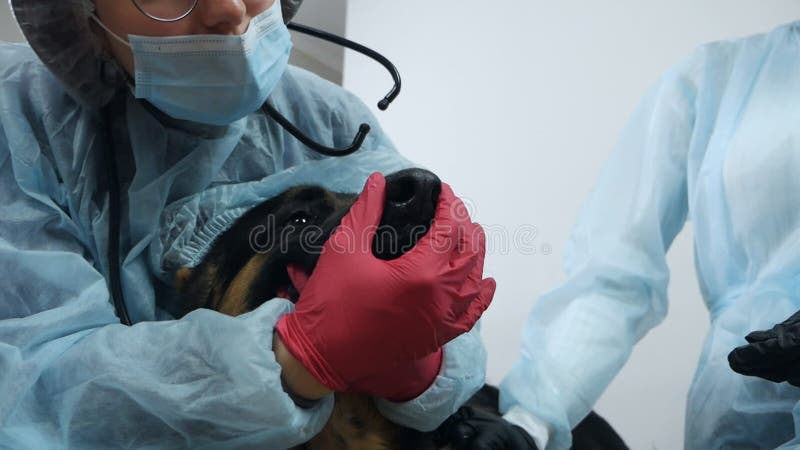 En så söt patient. en grupp av två yrkesveterinärer som kontrollerar en stor hunds hälsa stock video