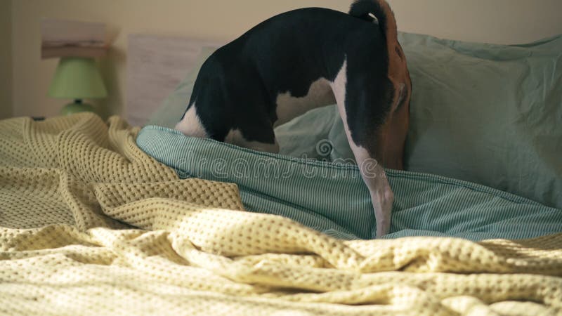 En söt basenji-hund försöker krypa under täcket på sängen i sovrummet. lager videofilmer