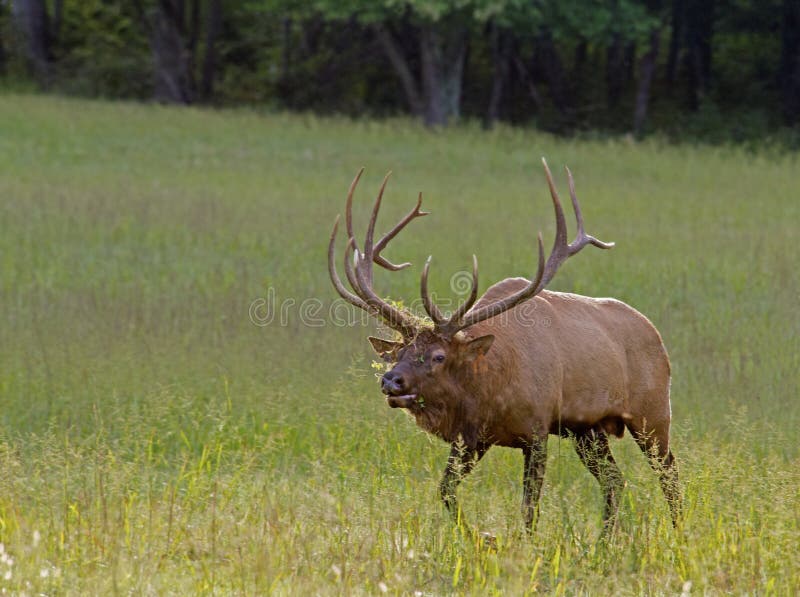 En tjurälg i Cataloochee under brunstig säsong. royaltyfri fotografi En tjurälg i Cataloochee under brunstig säsong. royaltyfri fotografi