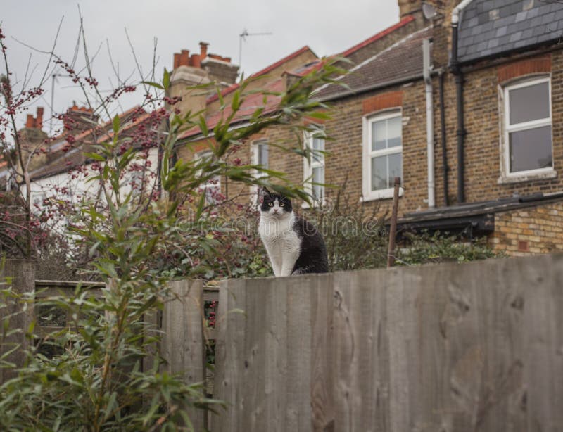 En trädgård i London och en katt; dyster dag i London royaltyfri foto En trädgård i London och en katt; dyster dag i London royaltyfri foto