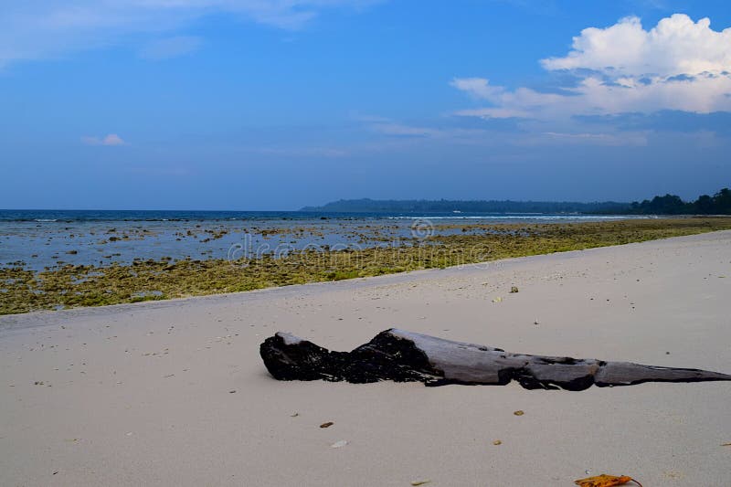 En träjournal på Rocky Beach, ursprungligt havsvatten och klar himmel - naturlig bakgrund - Laxmanpur, Neil Island, Andaman, Indi royaltyfria foton En träjournal på Rocky Beach, ursprungligt havsvatten och klar himmel - naturlig bakgrund - Laxmanpur, Neil Island, Andaman, Indi royaltyfria foton