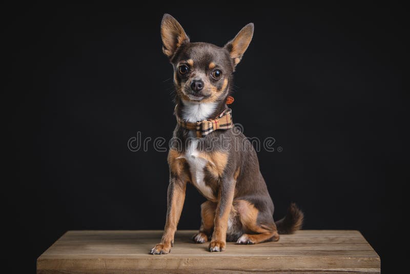 En underbar liten chihuahua som pockar i studion royaltyfri foto