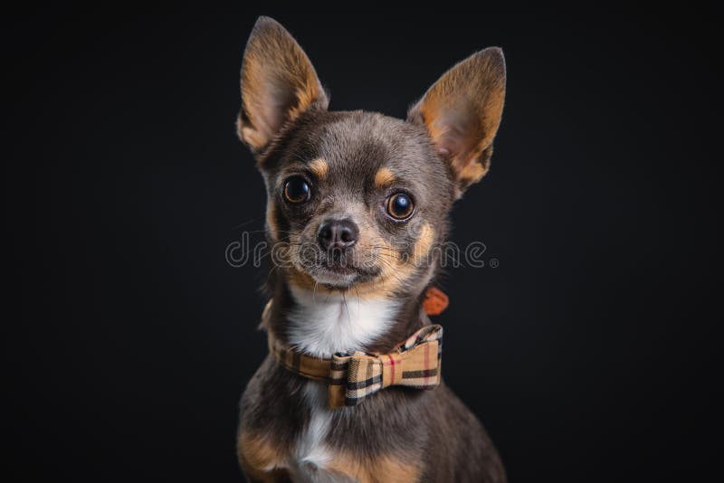 En underbar liten chihuahua som pockar i studion royaltyfria bilder