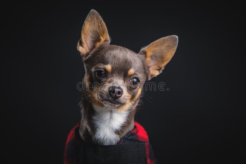 En underbar liten chihuahua som pockar i studion royaltyfria bilder