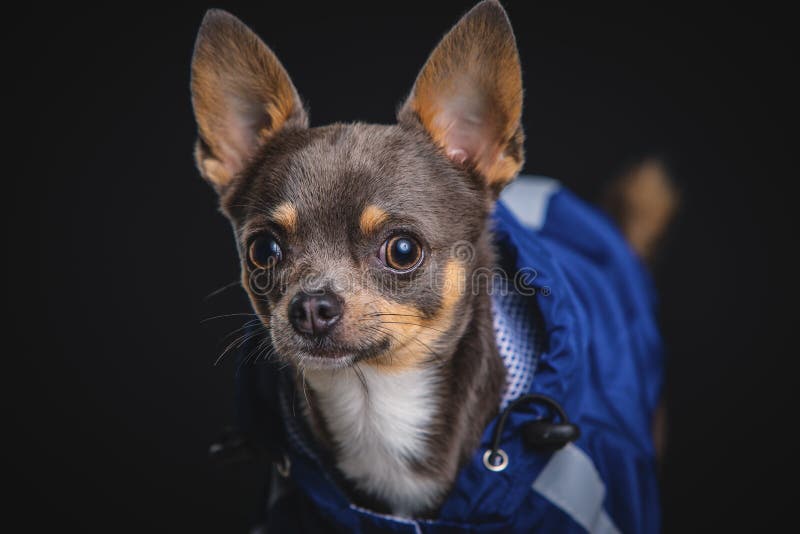 En underbar liten chihuahua som pockar i studion arkivbild