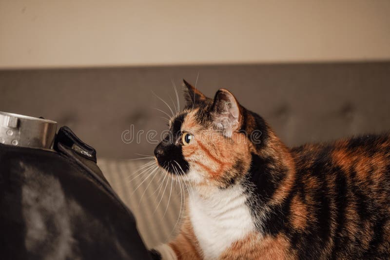 En underlig calicokatt undersöker ett svartsvart objekt med fokuserad uppmärksamhet. den glandiga texturen kontrasterar vackert fotografering för bildbyråer