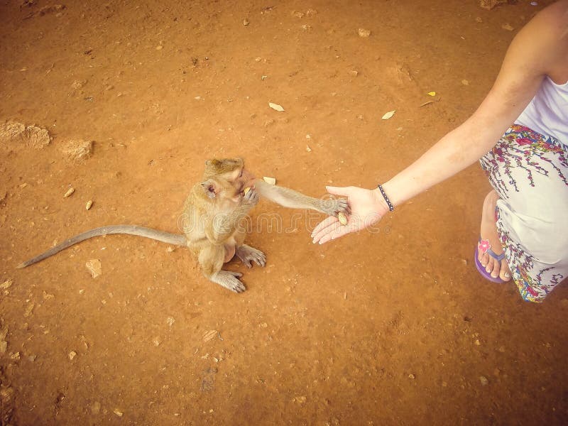 En ung blond flicka matar en apa i Thailand Turism arkivfoto En ung blond flicka matar en apa i Thailand Turism arkivfoto