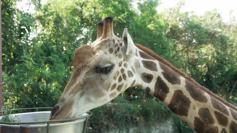 En ung fläckig giraffe äter från järnbäckenet som är avstängt från stationen i zoo. African giraffe med lång nacke tar mat lager videofilmer