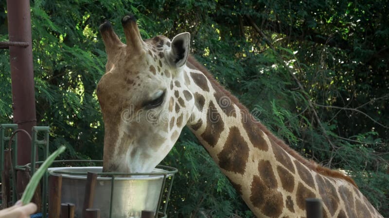 En ung fläckig giraffe äter från järnbäckenet som är avstängt från stationen i zoo. African giraffe med lång nacke tar mat lager videofilmer