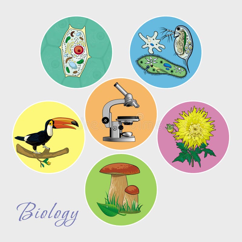 En uppsättning av bilder på temat av biologi royaltyfri illustrationer En uppsättning av bilder på temat av biologi royaltyfri illustrationer