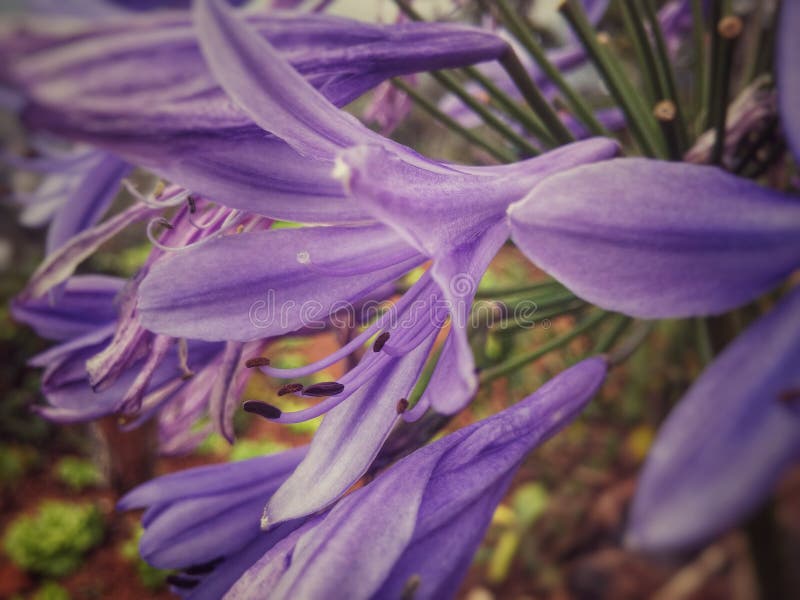 En uppsättning av purpurfärgade stora och långa blommor med långa stamens royaltyfri fotografi En uppsättning av purpurfärgade stora och långa blommor med långa stamens royaltyfri fotografi