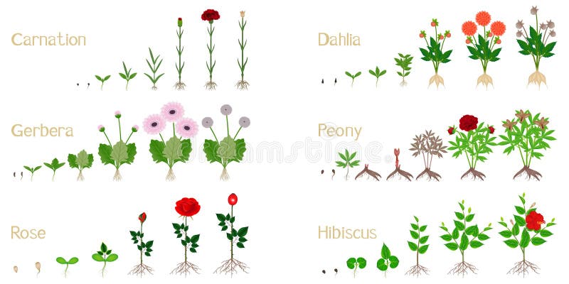 En uppsättning tillväxtcykler av blommor på vit bakgrund. royaltyfri illustrationer