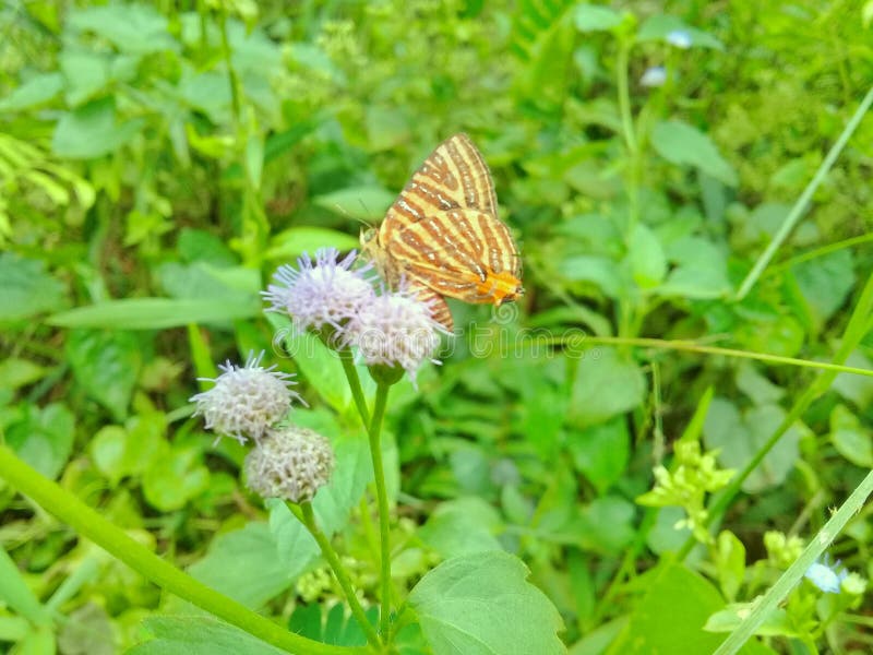 En vacker brun fjäril suger på blomessensen arkivfoto