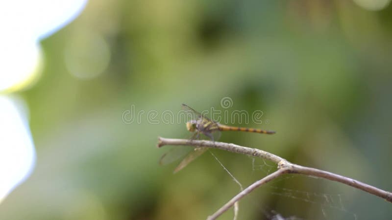 En vacker Dragonfly i trädgården med vacker bokeh