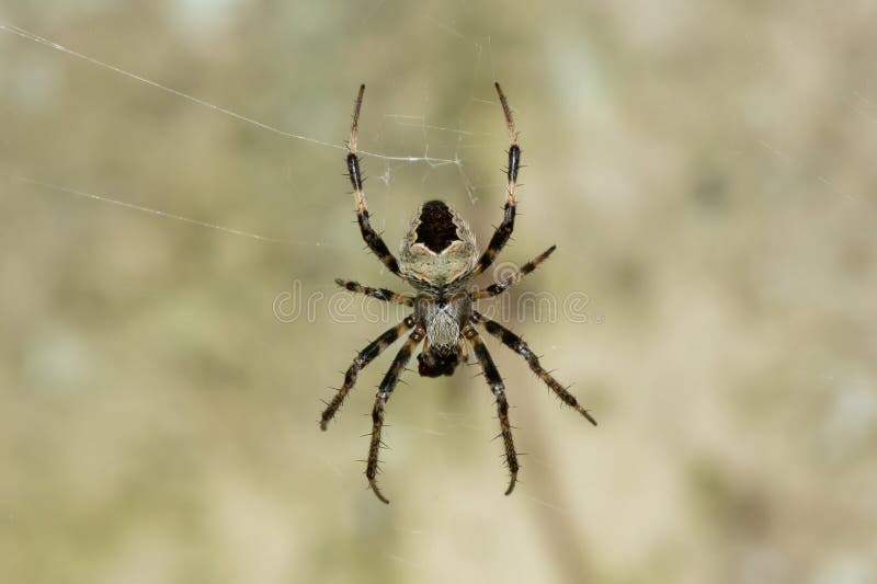 En vacker hårig fältspindel (Neoscona sp) på sitt nät arkivfoton