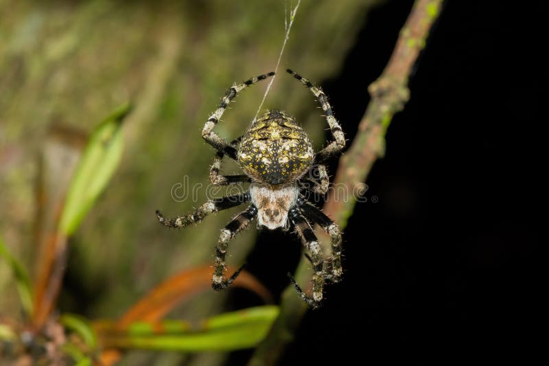 En vacker hårig fältspindel (Neoscona sp) på sitt nät arkivbild