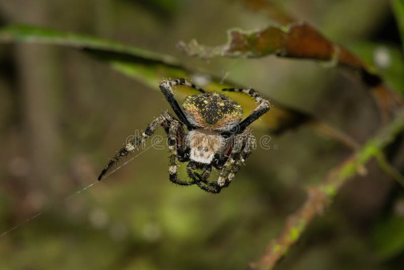 En vacker hårig fältspindel (Neoscona sp) på sitt nät royaltyfria bilder
