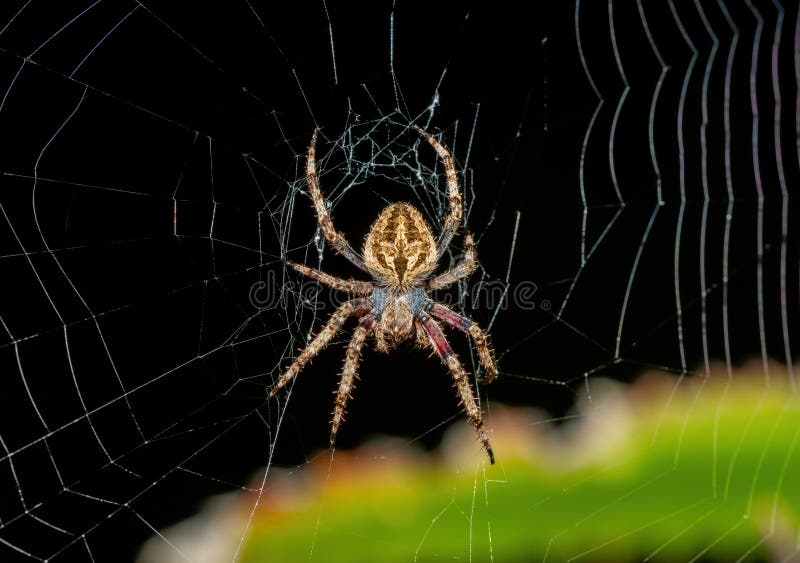 En vacker hårig fältspindel (Neoscona sp) på sitt nät royaltyfria foton