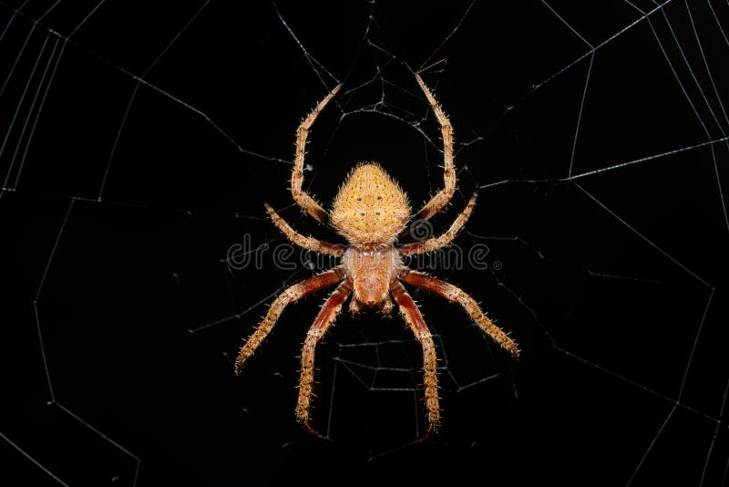 En vacker hårig fältspindel (Neoscona sp) på sitt nät arkivfoton