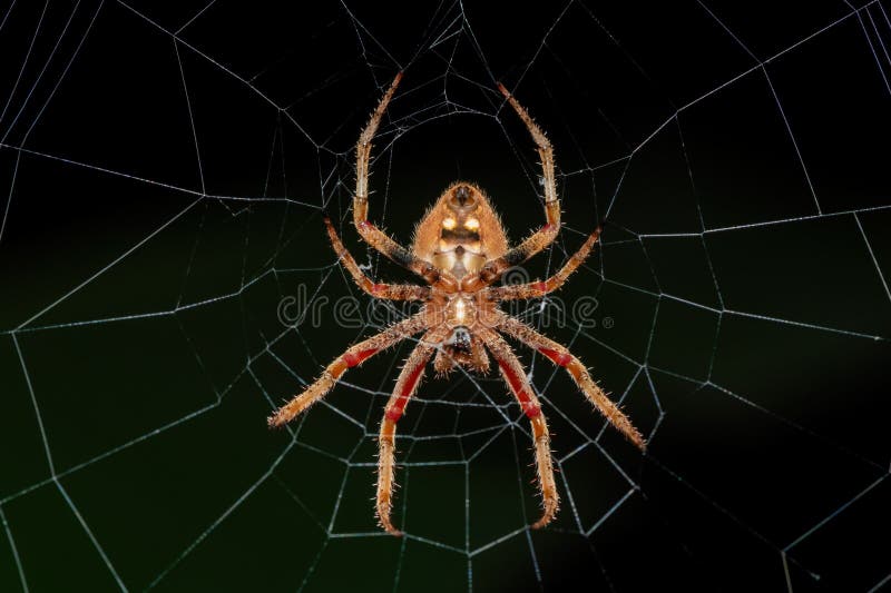 En vacker hårig fältspindel (Neoscona sp) på sitt nät arkivbilder