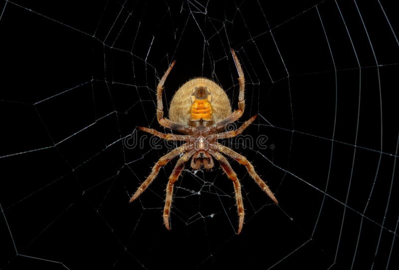 En vacker hårig fältspindel (Neoscona sp) arkivfoton