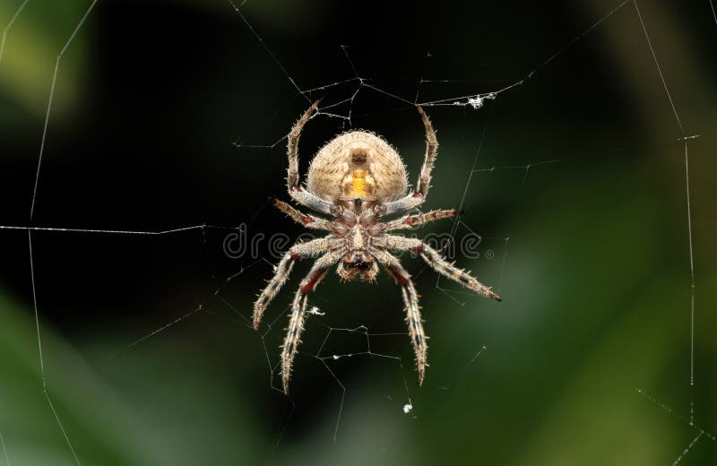 En vacker hårig fältspindel (Neoscona sp) royaltyfria foton