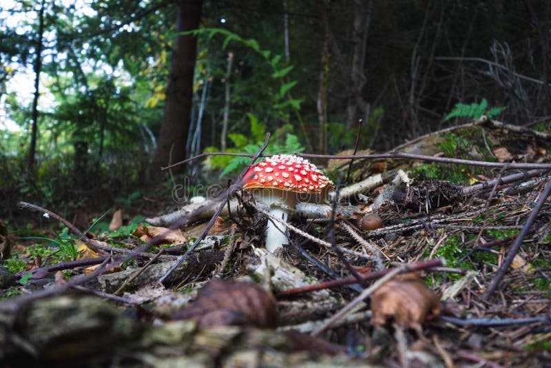 En vacker röd toadstoolsvamp i en mossa i en sagoskog arkivfoto En vacker röd toadstoolsvamp i en mossa i en sagoskog arkivfoto