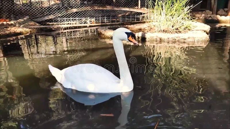 En vacker vit svanfågel med långa halsbad i en sjö på pikturesque arkivfilmer