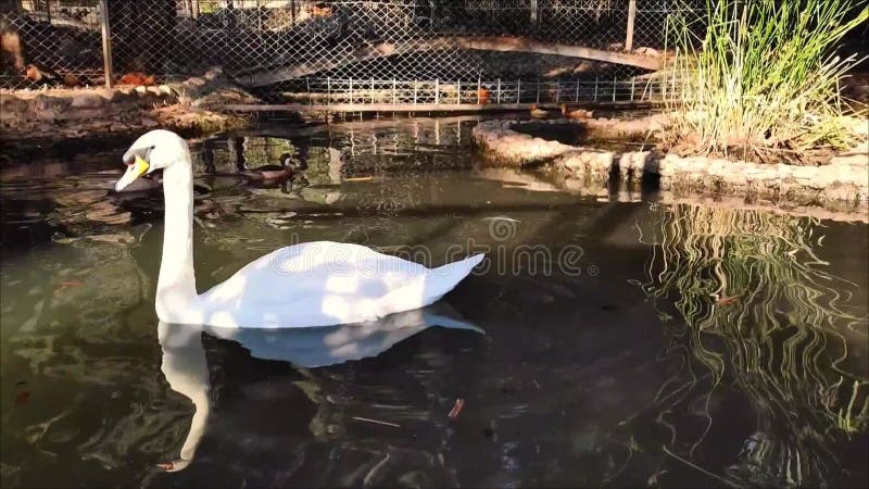 En vacker vit svanfågel med långa halsbad i en sjö på pikturesque stock video