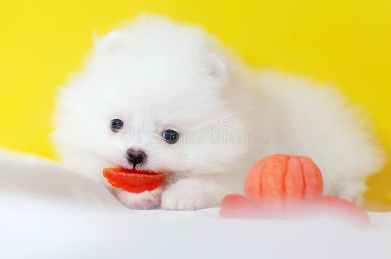 En valpPomeranian för månad gammal Spitz på en gul bakgrund royaltyfria bilder En valpPomeranian för månad gammal Spitz på en gul bakgrund royaltyfria bilder