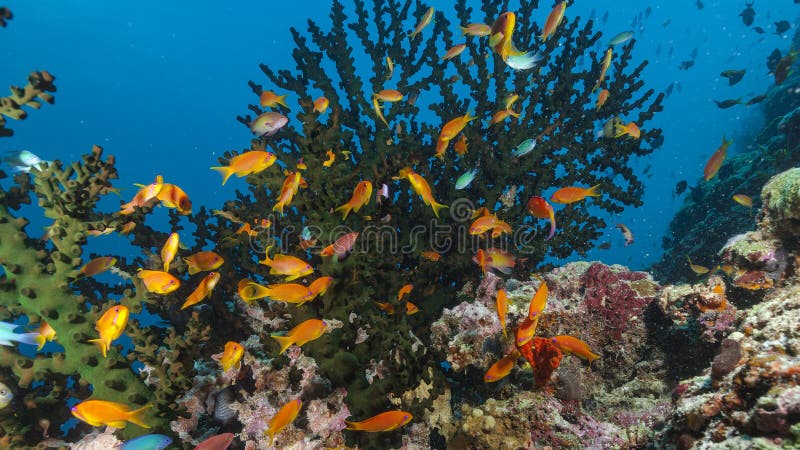 En variation av fisken och varelser som är undervattens- i Maldiverna