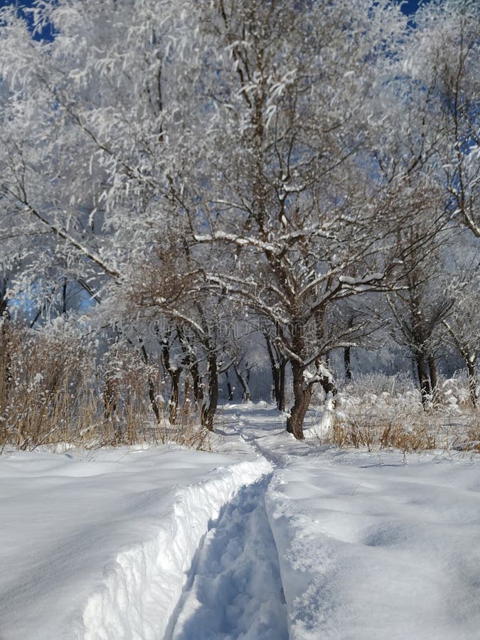 En vinterscen med smal snöbana royaltyfri bild