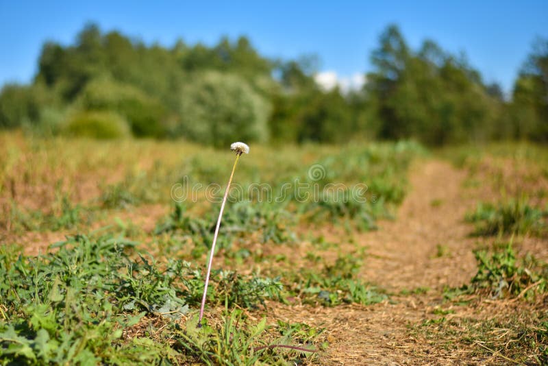 En vit maskrosblomma på ett långt ben växer i fältet under dagen royaltyfria bilder En vit maskrosblomma på ett långt ben växer i fältet under dagen royaltyfria bilder