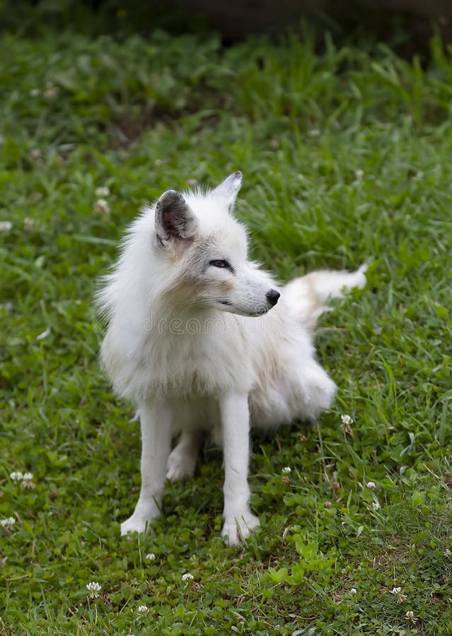 En Vulpeslagopus för arktisk räv som går till och med ett gräs- fält i höst royaltyfri foto En Vulpeslagopus för arktisk räv som går till och med ett gräs- fält i höst royaltyfri foto
