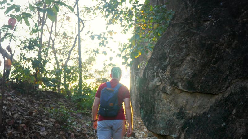 En vuxen manlig turistpromenad på spåret i skogar nära klippor i ljussolljusstrålar. Unge man med ryggsäck går och vandrar.