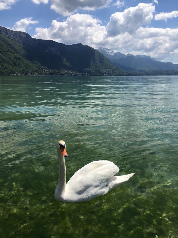 En vänd som vänder mot svanen i sjön Annecy fotografering för bildbyråer En vänd som vänder mot svanen i sjön Annecy fotografering för bildbyråer