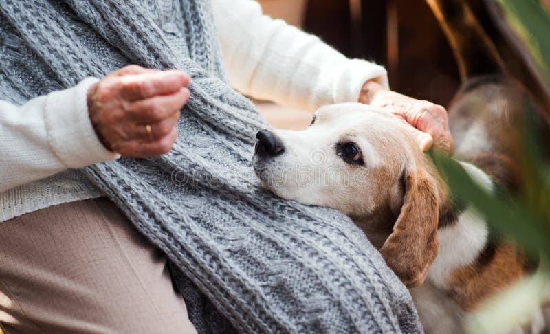 En äldre kvinna med en hund som utomhus sitter på en terrass på en solig dag i höst arkivfoton En äldre kvinna med en hund som utomhus sitter på en terrass på en solig dag i höst arkivfoton
