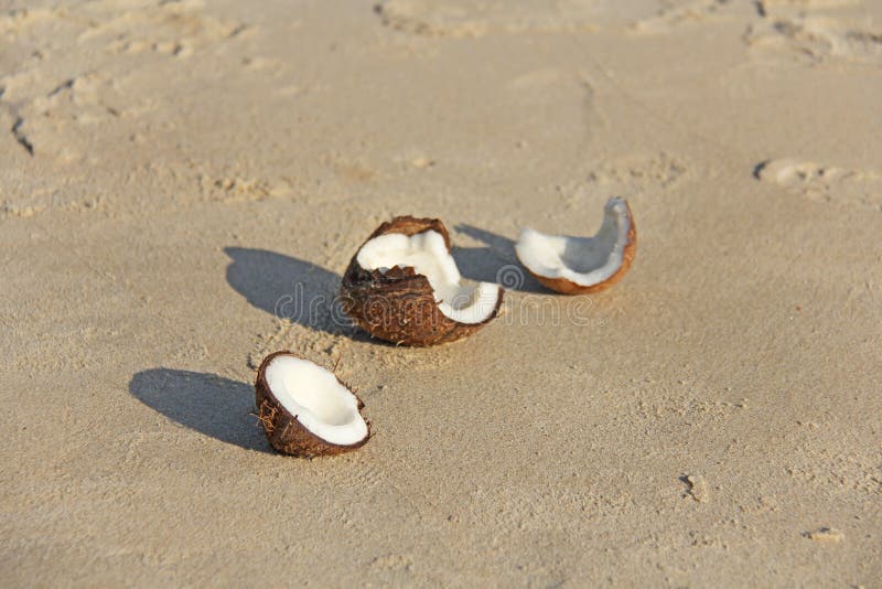 En öppen brun kokosnöt med vitt kött ligger på stranden, på arkivbild En öppen brun kokosnöt med vitt kött ligger på stranden, på arkivbild