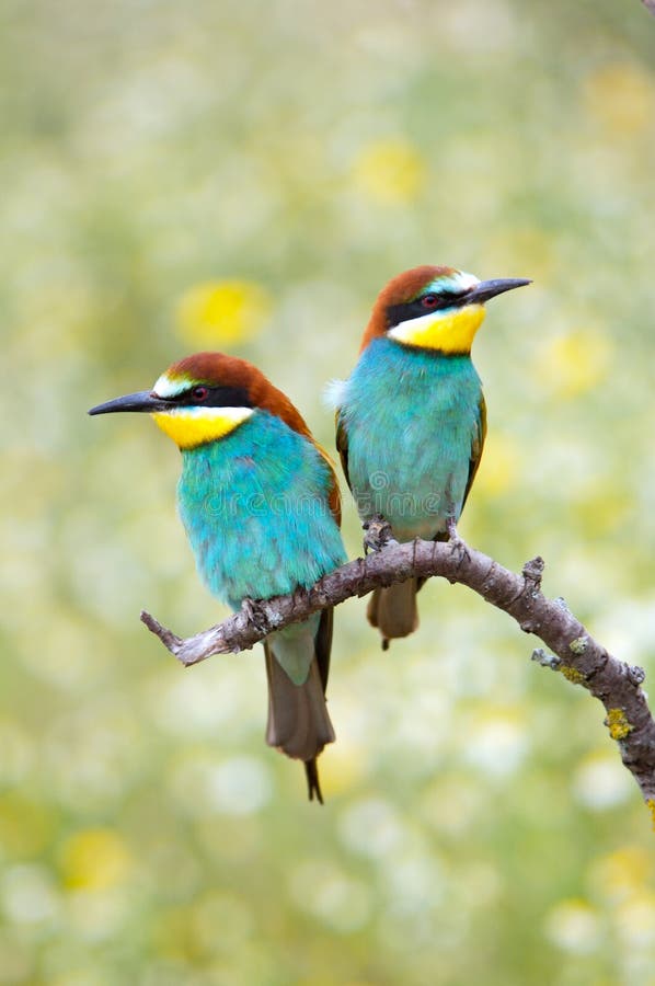 Lindo observación de aves en libertad en.