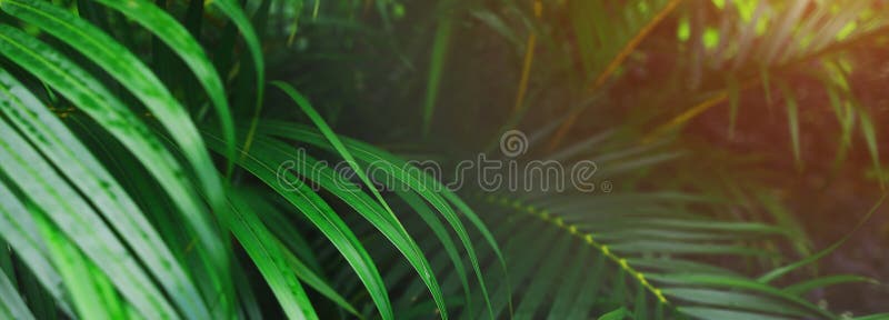 Encabeçamento do Web site e bandeira de folhas de palmeira e da luz do sol tropicais imagens de stock Encabeçamento do Web site e bandeira de folhas de palmeira e da luz do sol tropicais imagens de stock