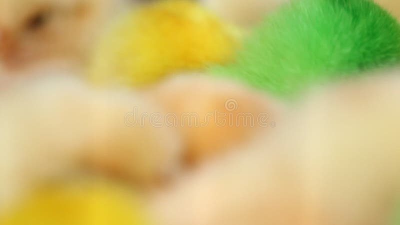 Encantadoras y coloridas chicas pintadas de colores vivos metrajes