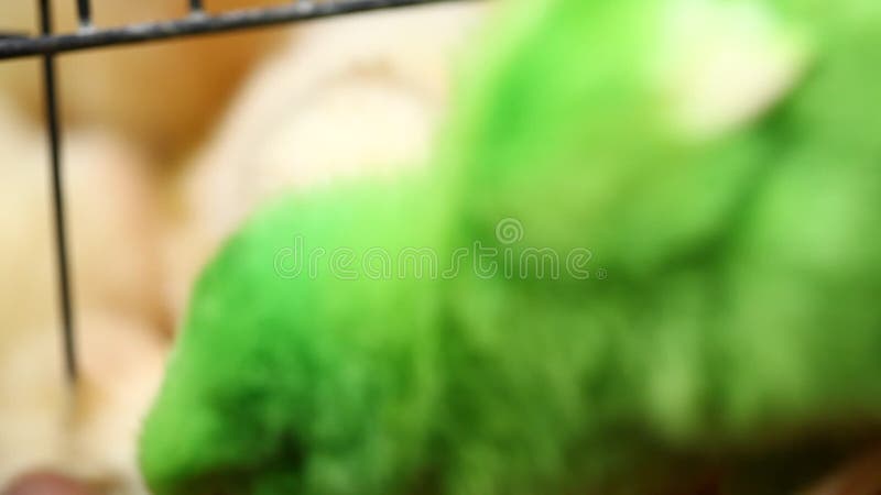 Encantadoras y coloridas chicas pintadas de colores vivos almacen de video